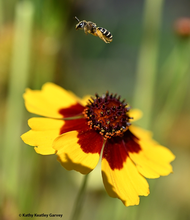 A sweat bee, genus Halictus, sailing over a Coreopsis in a Vacaville pollinator garden. June is National Pollinator Month. (Photo by Kathy Keatley Garvey)