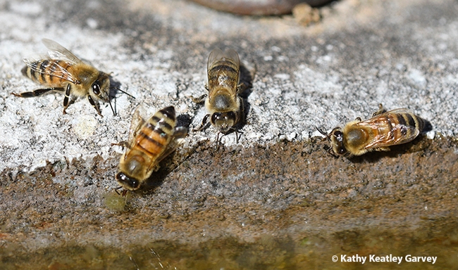 For worker bees: Two's company, three's a crowd, and four is a work party. Bees collecting water from a birdbath. (Photo by Kathy Keatley Garvey)