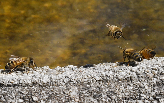 A honey bee  heading back to her colony after collecting water to cool down the hive. (Photo by Kathy Keatley Garvey)