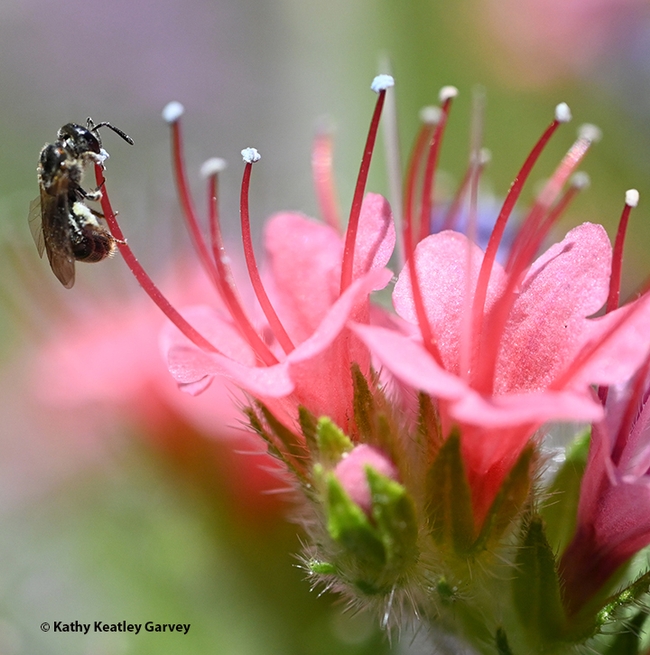 A sweat bee, possibly Halictus tripartitus, foraging on pollen on a tower of jewels, Echium wildpretii, in a Vacaville garden. (Photo by Kathy Keatley Garvey)