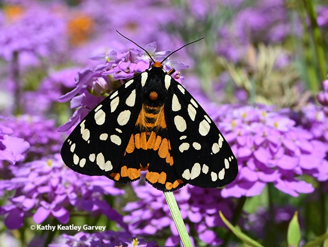 A Ranchman's tiger moth, Arctia virginalis, in a bed of Globe Candytuft, Iberis umbellata, in a Vacaville garden. The plant is a member of the mustard family. (Photo by Kathy Keatley Garvey)