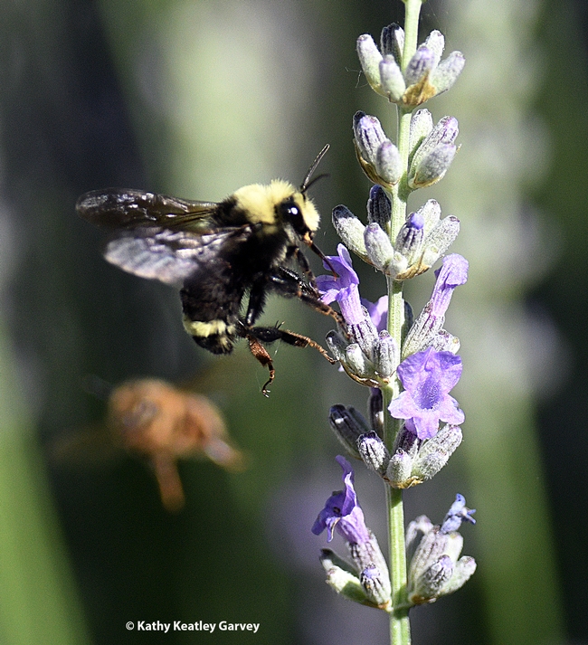 A yellow-face bumble bee, Bombus vosnesenskii, is interrupted by a fast-approaching honey bee as it's nectaring on lavender in a Vacaville garden. (Photo by Kathy Keatley Garvey)