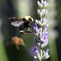 A yellow-face bumble bee, Bombus vosnesenskii, is interrupted by a fast-approaching honey bee as it's nectaring on lavender in a Vacaville garden. (Photo by Kathy Keatley Garvey)