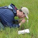 Jay Rosenheim engaged in research at the Jepson Prairie Preserve in 2011. (Photo by Kathy Keatley Garvey)