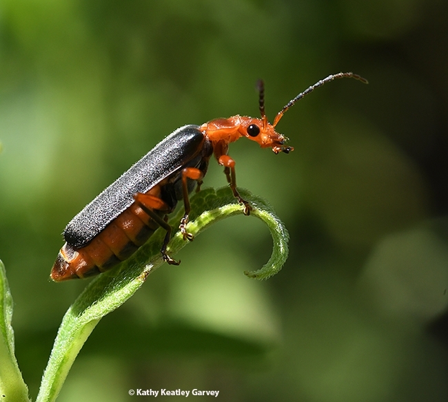 The soldier beetle (family Cantharida) is also a pollinator. This insect resembles the uniforms of the British soldiers of the American Revolution. (Photo by Kathy Keatley Garvey)