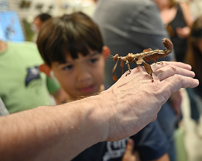 Mark Blankenship, 10, peers at a thorny stick insect.  (Photo by Kathy Keatley Garvey)