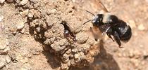 A digger bee, Anthophora bomboides standfordina, heading to her nest at Bodega Head. Note the ant. (Photo by Kathy Keatley Garvey) for Bug Squad Blog