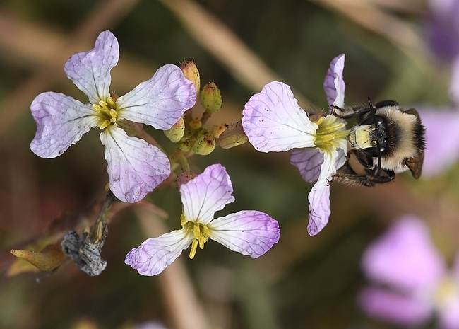 A digger bee, Anthophora bomboides standfordina, nectaring on wild radish. (Photo by Kathy Keatley Garvey)