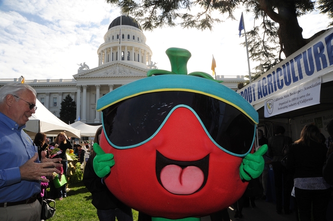 Thumbs up, a costumed tomato mascot stops in front of the California State Beekeepers' Association booth. (Photo by Kathy Keatley Garvey)
