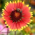 A honey bee on a blanketflower, Gaillardia, in a Vacaville garden. (Photo by Kathy Keatley Garvey)