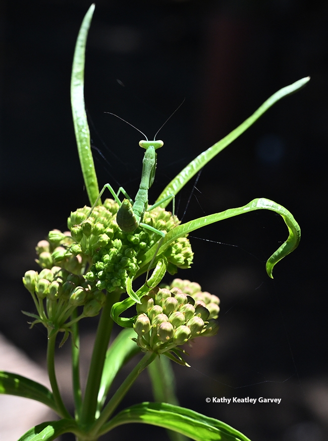 A camouflaged praying mantis, a Stagmomantis limbata, perched on a  narrow-leafed milkweed, Asclepias fascicularis. (Photo by Kathy Keatley Garvey)