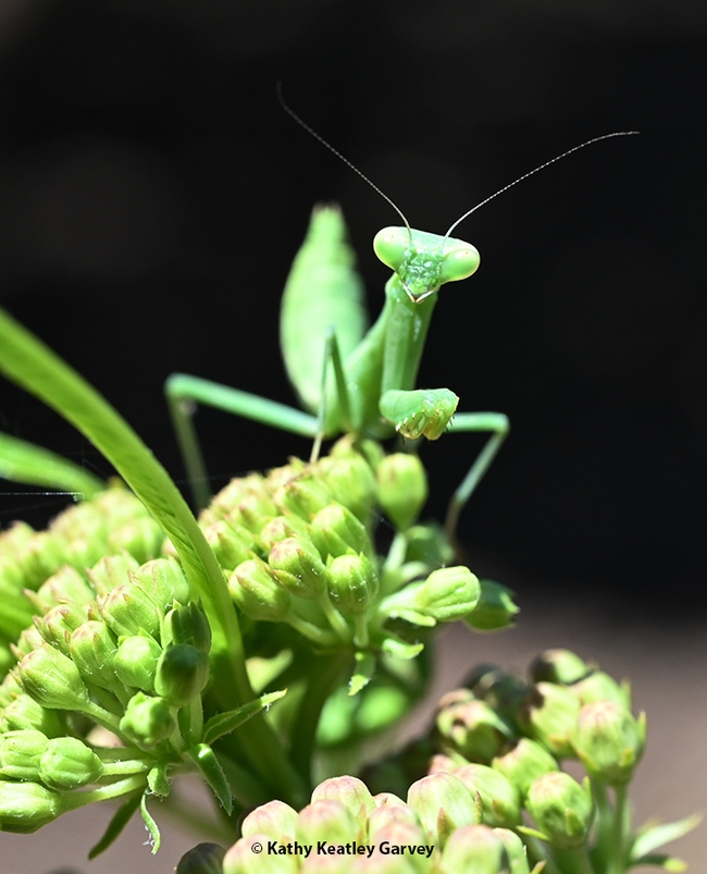 Praying mantis perched on a milkweed, the host plant for monarchs.  She seems to be saying: 