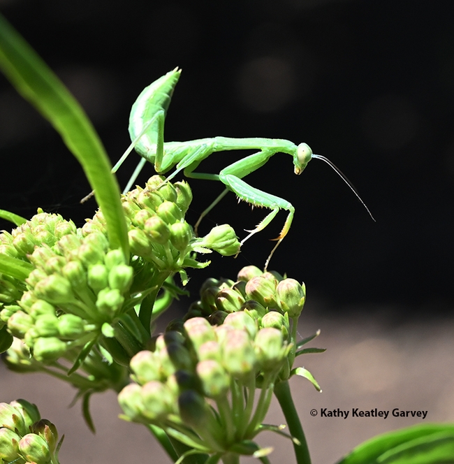 The mantis keeps an eye out for prey. (Photo by Kathy Keatley Garvey)