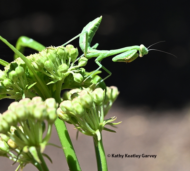 The mantis assumes the prayerful position--let us prey. (Photo by Kathy Keatley Garvey)