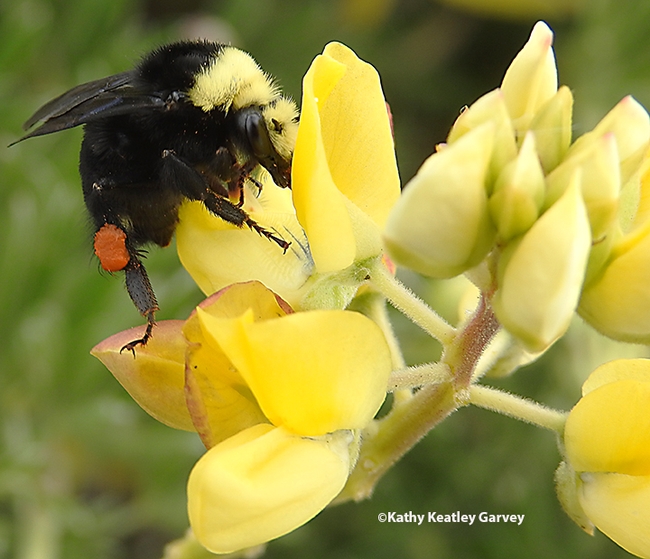 A queen yellow-faced bumble bee,  Bombus vosnesenskii, foraging on yellow bush lupine at Doran Regional Park, Bodega Bay. Note the bright red pollen. (Photo by Kathy Keatley Garvey)