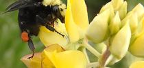 A queen yellow-faced bumble bee,  Bombus vosnesenskii, foraging on yellow bush lupine at Doran Regional Park, Bodega Bay. Note the bright red pollen. (Photo by Kathy Keatley Garvey) for Bug Squad Blog