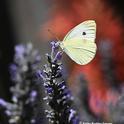 A cabbage white butterfly, Pieris rapae, nectaring on lavender in a Vacaville garden on June 24. Next Wednesday, July 4, promises to be a scorcher at 106 degrees. (Photo by Kathy Keatley Garvey)