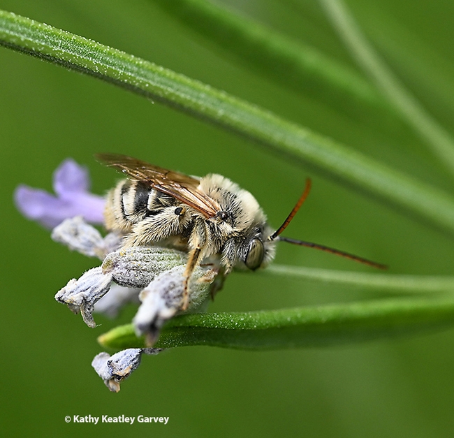 What's up, sleepy head? A sleepy male Melissodes agilis bee begins to stir at dawn. (Photo by Kathy Keatley Garvey)