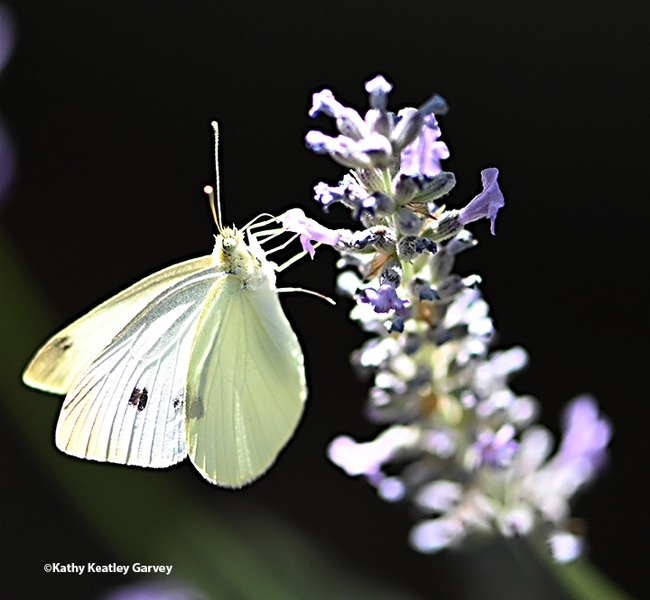 A cabbage white butterfly nectaring on lavender in a Vacaville garden. (Photo by Kathy Keatley Garvey)
