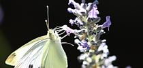 A cabbage white butterfly nectaring on lavender in a Vacaville garden. (Photo by Kathy Keatley Garvey) for Bug Squad Blog