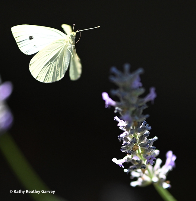 Caught in flight--a cabbage white butterfly, Pieris rapae, leaves a lavender blossom.  Image taken with a Nikon Z8 and 105mm Nikon lens. Settings: shutter speed, 1/3200 of a second; f-stop, 3: and ISO, 800. (Photo by Kathy Keatley Garvey)