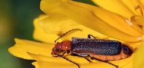 It's early morning, and a soldier beetle stirs in a Vacaville garden. A beneficial insect, it eats aphids and other soft-bodied insects. (Photo by Kathy Keatley Garvey) for Bug Squad Blog