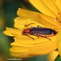It's early morning, and a soldier beetle stirs in a Vacaville garden. A beneficial insect, it eats aphids and other soft-bodied insects. (Photo by Kathy Keatley Garvey)