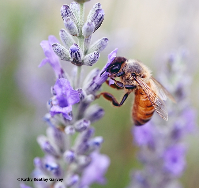 A honey bee nectars on lavender in a Vacaville garden. The soft pastel colors almost resemble a painting. (Photo by Kathy Keatley Garvey)