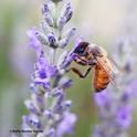 A honey bee nectars on lavender in a Vacaville garden. The soft pastel colors almost resemble a painting. (Photo by Kathy Keatley Garvey)