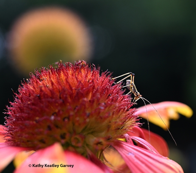 A katydid nymph crawls on a blanketflower, Gaillaria. (Photo by Kathy Keatley Garvey)