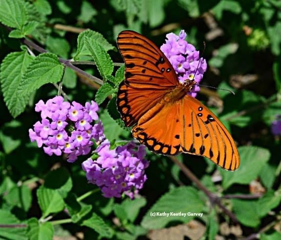 A Gulf Fritillary butterfly, Agraulis vanillae, nectaring on lantana. (Photo by Kathy Keatley Garvey)