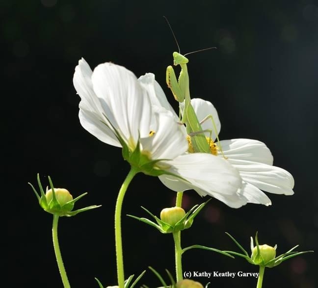 A praying mantis, Stagmomantis limbata, perched on a Cosmo and looking for prey. (Photo by Kathy Keatley Garvey)