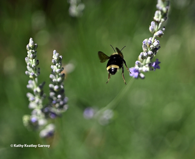 Goodbye! A yellow-faced bumble bee, Bombus vosnesenskii, exits a lavender patch. (Photo by Kathy Keatley Garvey)