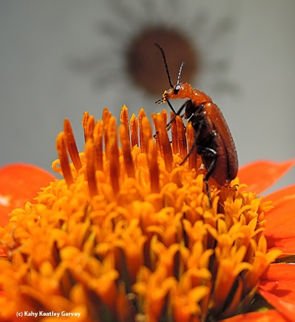 A blister beetle (family Meloidae) eating pollen from the Mexican sunflower, Tithonia rotundifola. (Photo by Kathy Keatley Garvey)