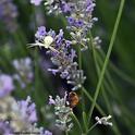 A crab spider lies in wait, as a honey bee nectars on a lavender blossom. (Photo by Kathy Keatley Garvey)