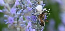The resident crab spider nails a honey bee, as another bee continues to forage in the lavender. (Photo by Kathy Keatley Garvey) for Bug Squad Blog