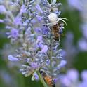 The resident crab spider nails a honey bee, as another bee continues to forage in the lavender. (Photo by Kathy Keatley Garvey)