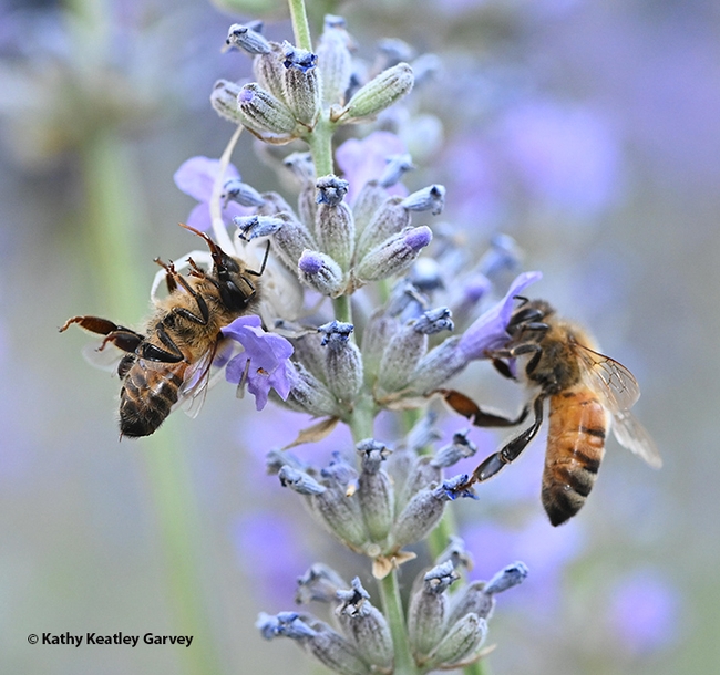 As the resident crab spider eats its prey, another honey bee arrives to forage on the lavender. (Photo by Kathy Keatley Garvey)