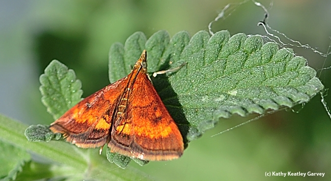 This is California Pyrausta Moth (Pyrausta californicalis), commonly known as 