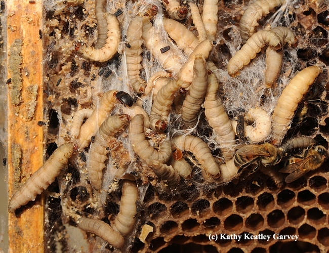 Close-up of the larvae of the greater wax moth (Galleria mellonella), pests of honey bee colonies. Also shown is another bee colony pest, a hive beetle. (Photo by Kathy Keatley Garvey)