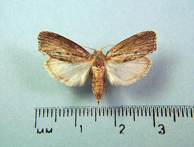 This is the greater wax moth (Galleria mellonella) from the Bohart Museum of Entomology Lepidoptera collection. (Photo by Jeff Smith)