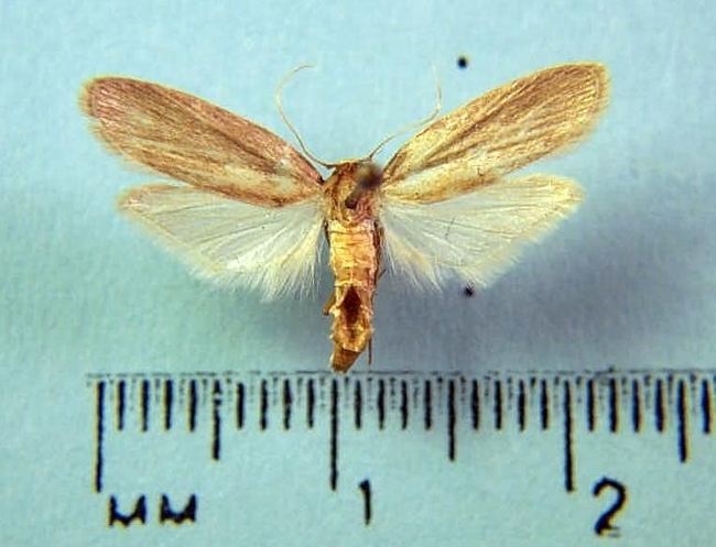 This is the lesser wax moth, Achroia grisella, from the Bohart Museum of Entomology Lepidoptera collection. (Photo by Jeff Smith)