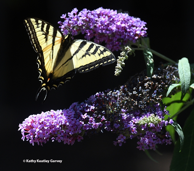 A Western tiger swallowtail, Papilio rutulus, nectaring on a butterfly bush, Buddleja davidii. (Photo by Kathy Keatley Garvey)