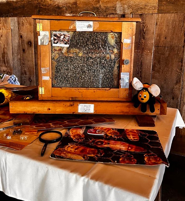 This is the bee observation hive that Ettamarie Peterson, known as the 