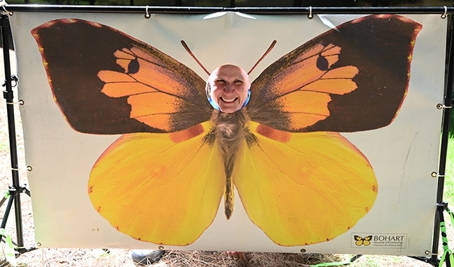 Be a butterfly! Professor Fran Keller of Folsom Lake College, a UC Davis doctoral alumna and Bohart Museum scientist, poses as a butterfly. She wrote a children's book on the California dogface butterfly that is available in the Bohart Museum gift shop. (Photo by Kathy Keatley Garvey)