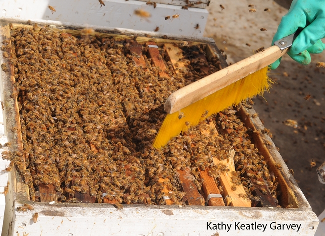 A thriving honey bee colony. (Photo by Kathy Keatley Garvey)