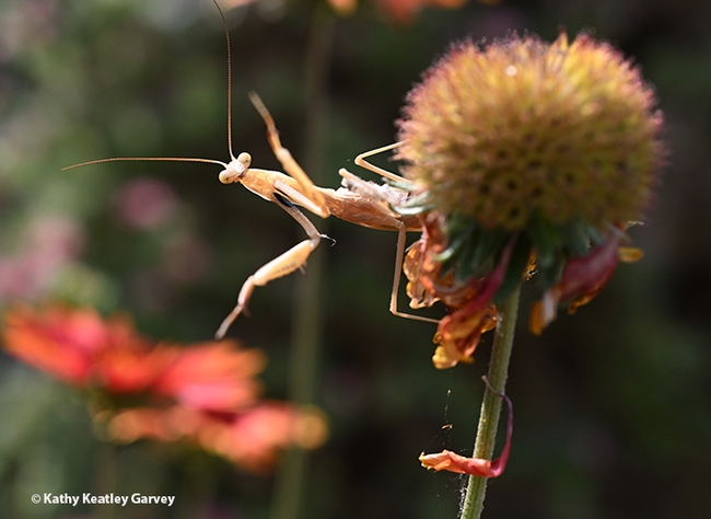 The male Mantis religiosa, investigates his surroundings. (Photo by Kathy Keatley Garvey)