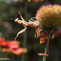 The male Mantis religiosa, investigates his surroundings. (Photo by Kathy Keatley Garvey)