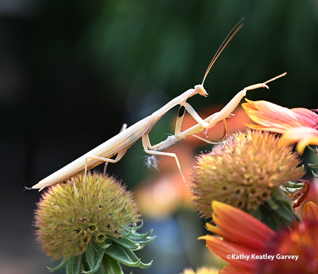 Oh, I think I'll go this way. The male praying mantis changes directions. (Photo by Kathy Keatley Garvey)