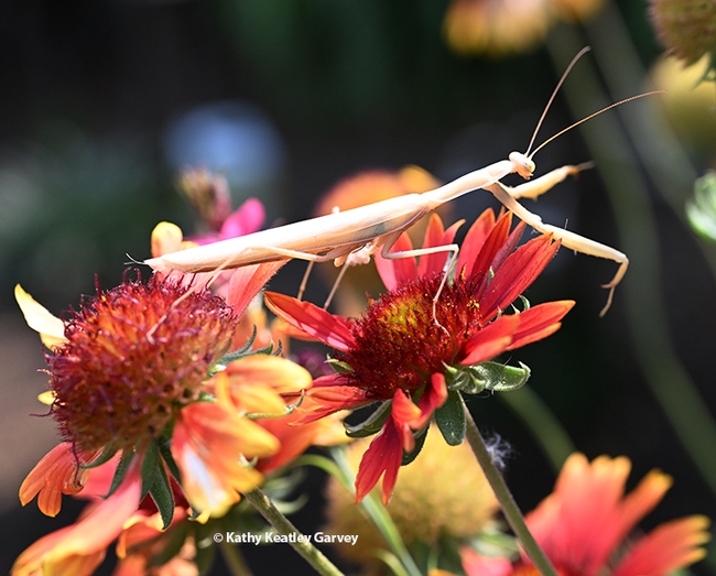 The male mantis does an Olympic-style stretch.  (Photo by Kathy Keatley Garvey)